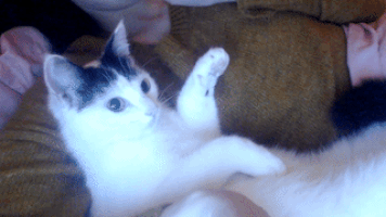 Cat Thank You GIF