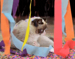 happy birthday GIF by Internet Cat Video Festival