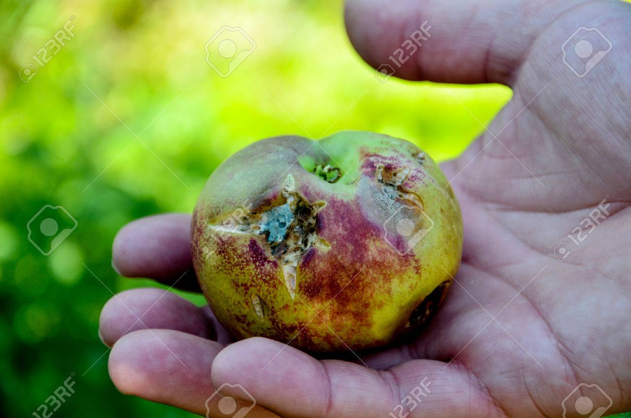 43411441-picture-of-apples-damaged-by-hail-storm.jpg