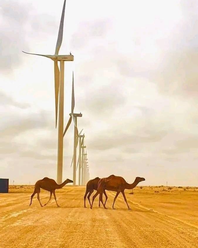 May be an image of Bactrian camel and windmill