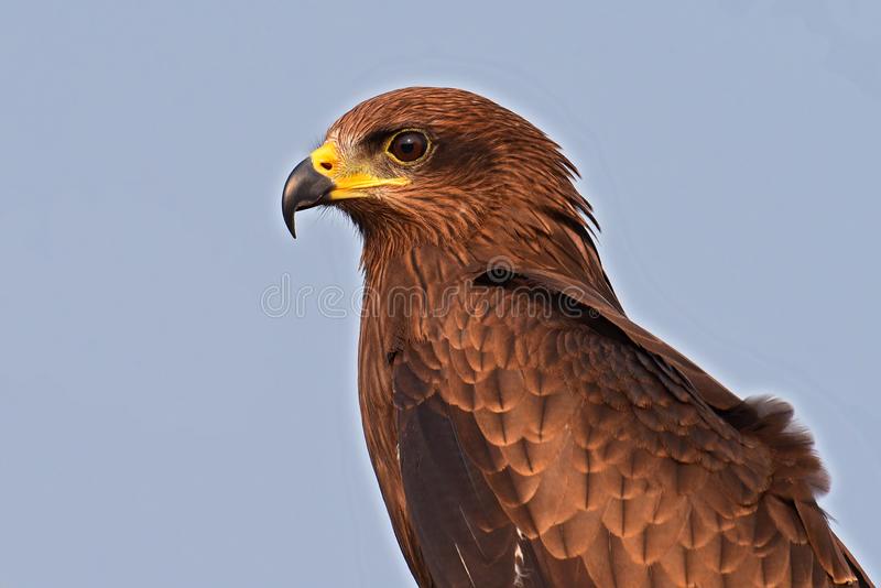 black-kite-bird-portrait-milvus-migrans-thailand-142926509.jpg