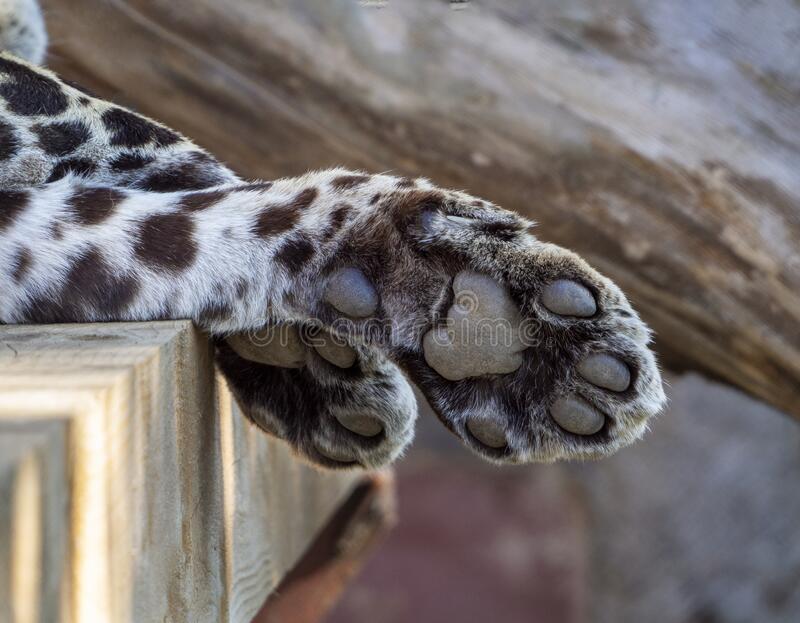 leopard-s-front-legs-crossed-hang-wooden-couch-animal-resting-pads-feet-paws-visible-225081220.jpg
