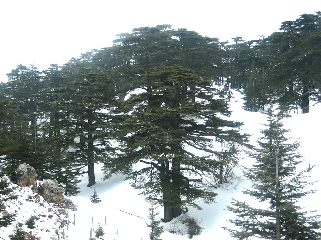 Forest_of_The_cedars_of_God.jpg