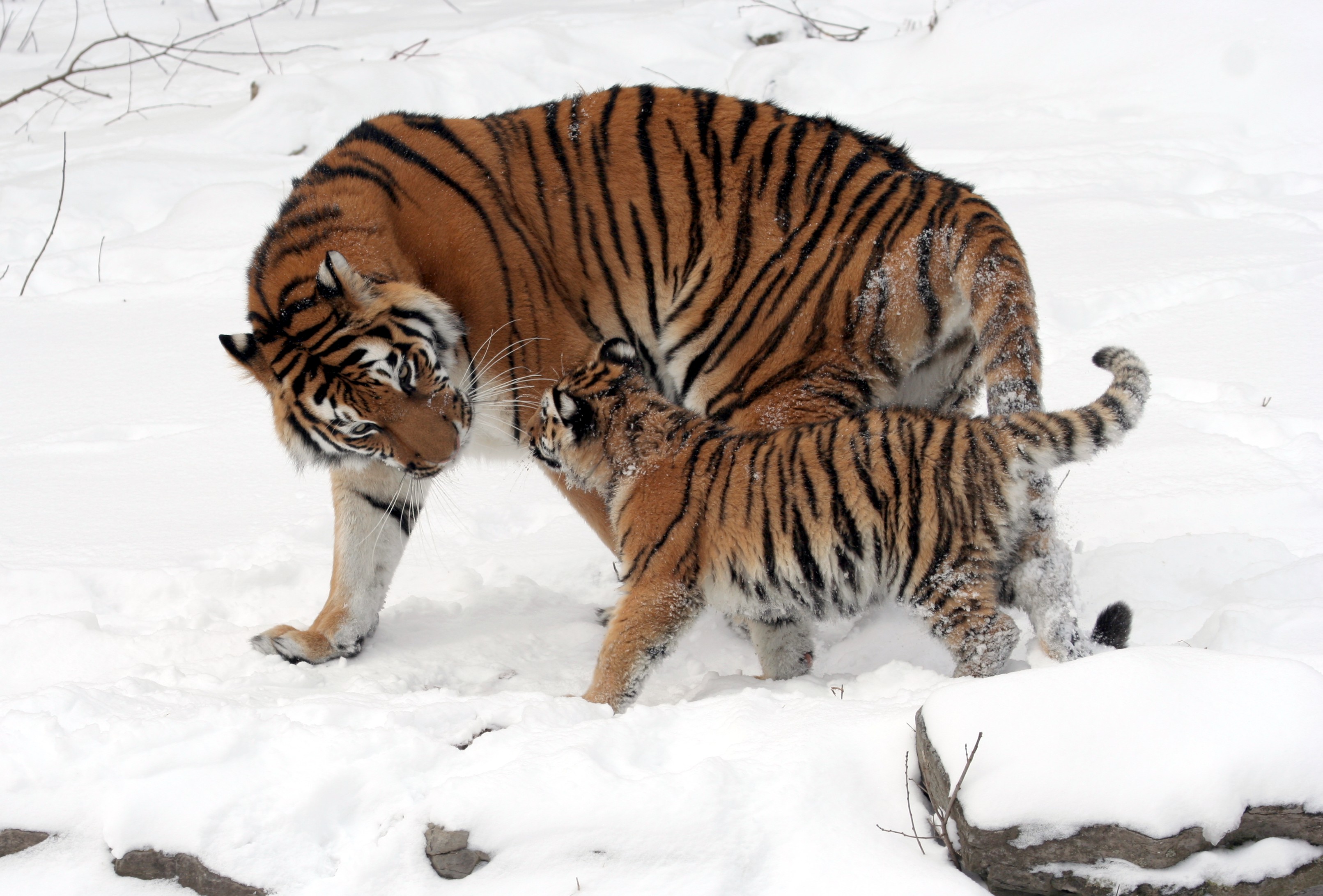 Panthera_tigris_altaica_13_-_Buffalo_Zoo.jpg