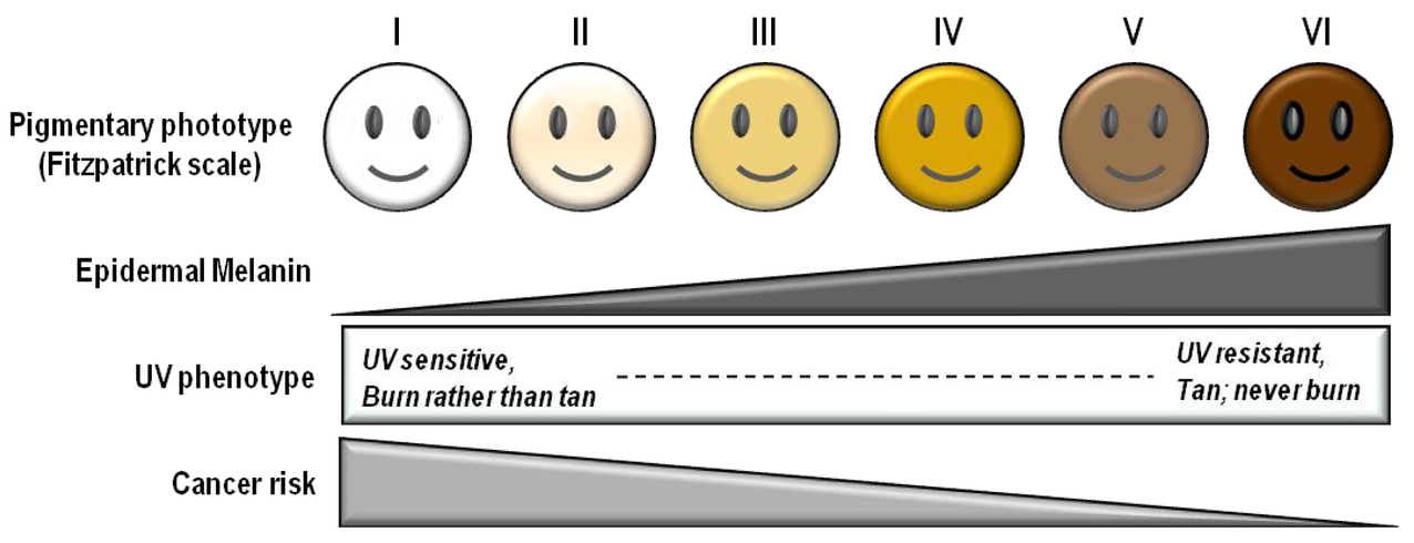 Influence_of_pigmentation_on_skin_cancer_risk.png