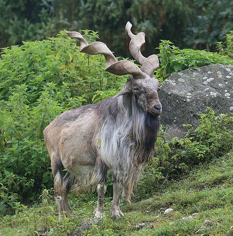 474px-Markhor_Schraubenziege_Capra_falconeri_Zoo_Augsburg-02.jpg