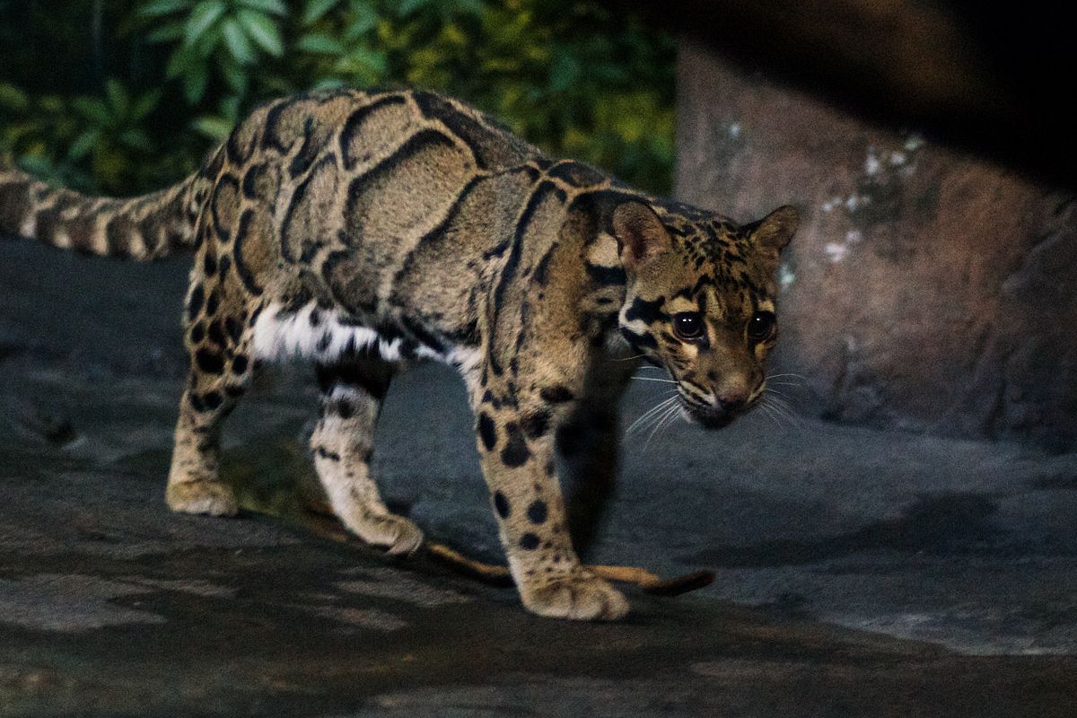 1200px-Walking_Clouded_Leopard_CinciZoo.jpg