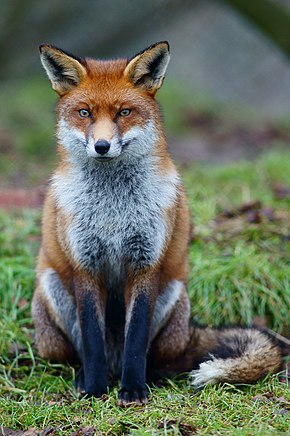 290px-Fox_at_the_British_Wildlife_Centre%2C_Newchapel%2C_Surrey_-_geograph.org.uk_-_2221750.jpg
