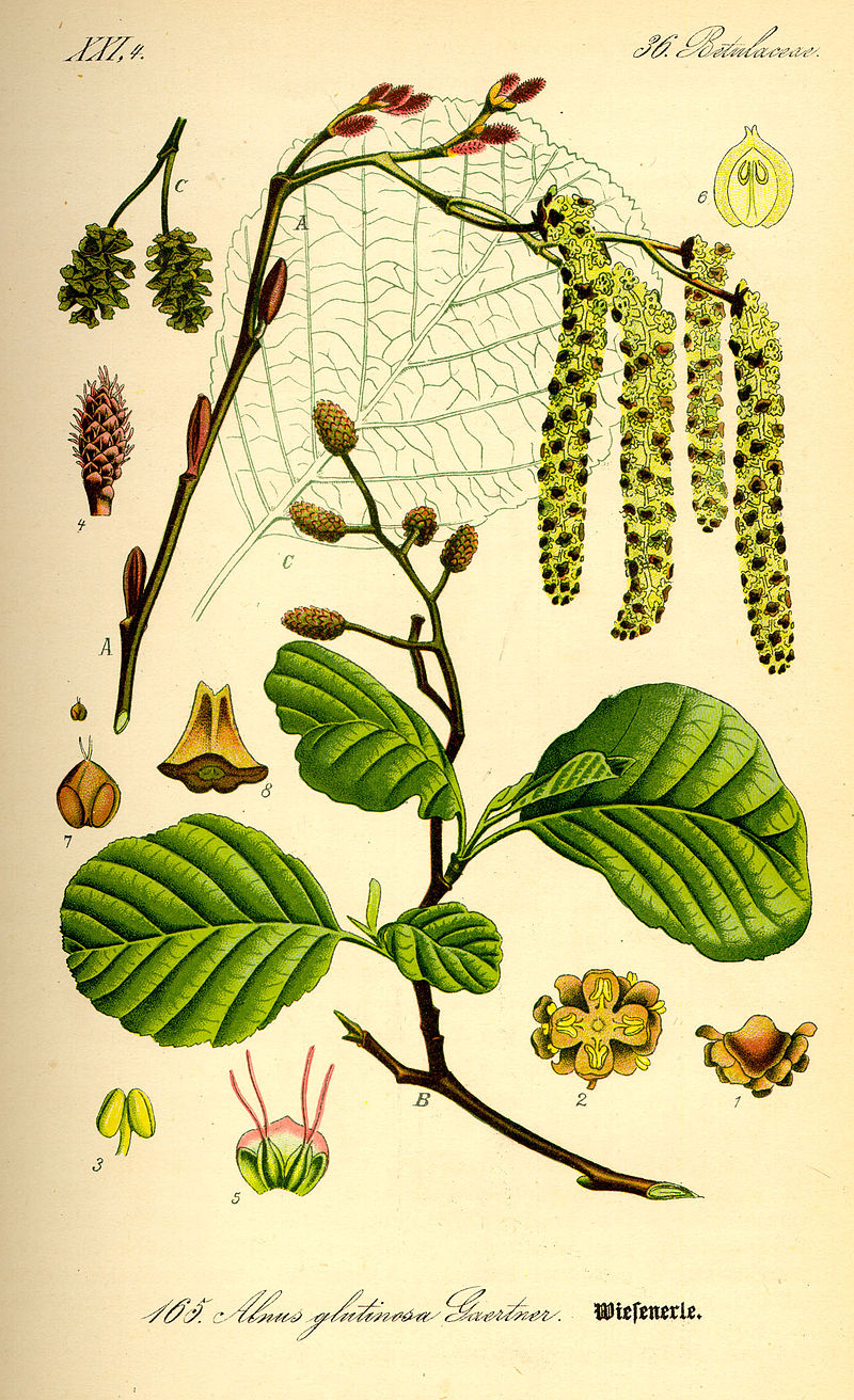 800px-Illustration_Alnus_glutinosa0.jpg