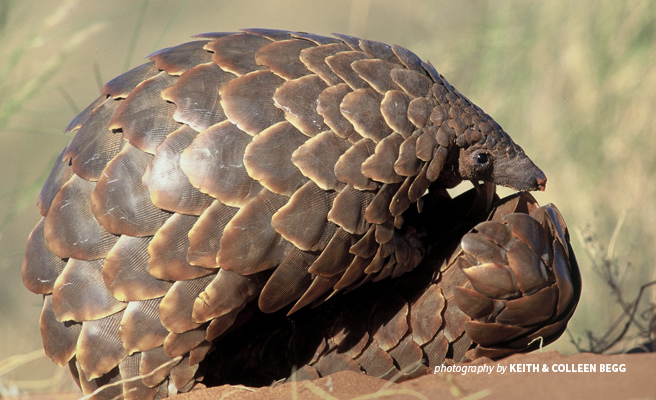 Pangolin_ThreatenedWildlife_AWF.jpg