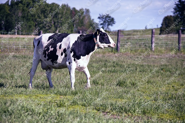 elze_photo_1251_vache_elevage_bovin_dairyfarm_cow.jpg