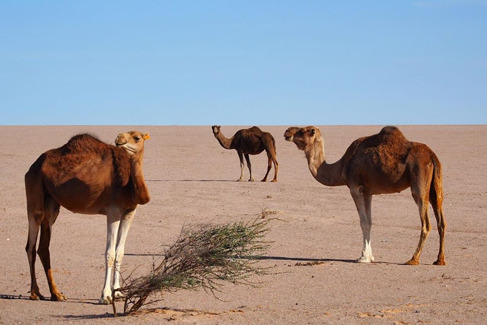 5ec3cd0cd8e4b_chameau-dromadaire-es-smara-infos-tourisme-maroc.jpg
