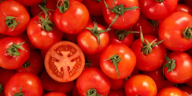 صادرات الطماطم إلى روسيا: متطلبات مبررة أم حماية للأورام؟