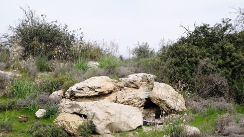www.ynet.co.il